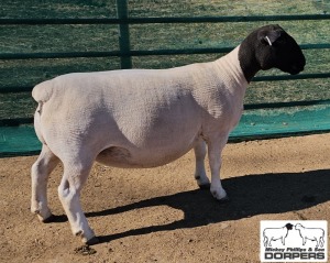 LOT 3 1X DORPER T5 EWE MICKEY PHILLIPS & SON 