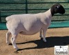 LOT 3 1X DORPER T5 EWE MICKEY PHILLIPS & SON - 2