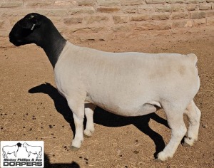 LOT 4 1X DORPER T5 EWE MICKEY PHILLIPS & SON 