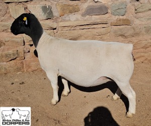 LOT 5 1X DORPER T5 EWE MICKEY PHILLIPS & SON 