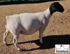 LOT 5 1X DORPER T5 EWE MICKEY PHILLIPS & SON - 2