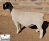 LOT 17 1X DORPER EWE T5 MICKEY PHILLIPS & SON