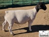 LOT 17 1X DORPER EWE T5 MICKEY PHILLIPS & SON - 2