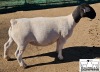 LOT 17 1X DORPER EWE T5 MICKEY PHILLIPS & SON - 3