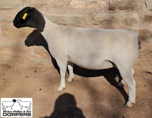 LOT 19 1X DORPER T5 EWE MICKEY PHILLIPS & SON 