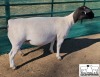 LOT 19 1X DORPER T5 EWE MICKEY PHILLIPS & SON - 2