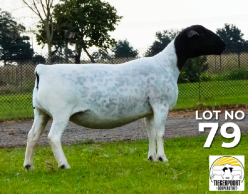 LOT 179 1 X DORPER OOI/EWE Tiegerpoort Dorper Stoet STOET