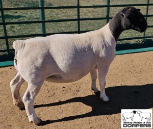 LOT 18 1X DORPER T5 EWE MICKEY PHILLIPS & SON 