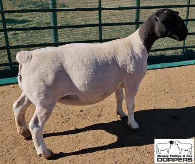 LOT 18 1X DORPER T5 EWE MICKEY PHILLIPS & SON