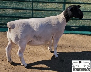 LOT 20 1X DORPERT5 EWE MICKEY PHILLIPS & SON 