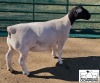 LOT 20 1X DORPERT5 EWE MICKEY PHILLIPS & SON - 2