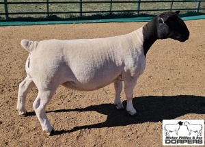 LOT 21 1X DORPER T5 EWE MICKEY PHILLIPS & SON 