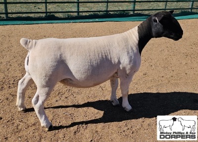 LOT 21 1X DORPER T5 EWE MICKEY PHILLIPS & SON