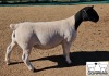 LOT 21 1X DORPER T5 EWE MICKEY PHILLIPS & SON - 2