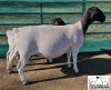 LOT 33 1X DORPER T5 EWE M.L. PHILLIPS