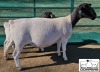 LOT 33 1X DORPER T5 EWE M.L. PHILLIPS - 2