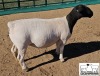 LOT 33A 1X DORPER T5 EWE M.L. PHILLIPS