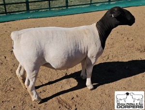 LOT 33A 1X DORPER T5 EWE M.L. PHILLIPS 