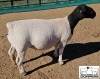 LOT 33A 1X DORPER T5 EWE M.L. PHILLIPS - 2