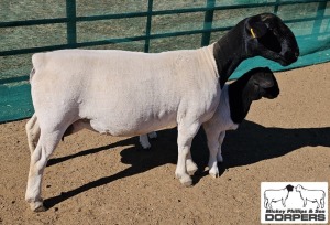 LOT 34 1X DORPER T5 EWE M.L. PHILLIPS 