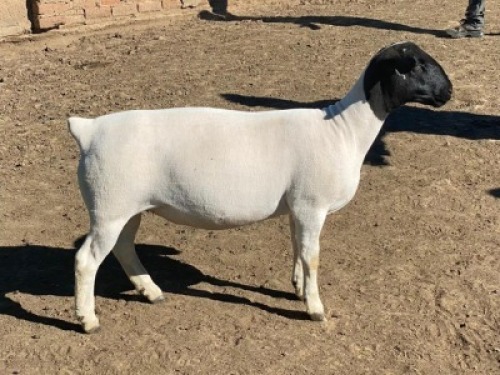 LOT 194 1 X DORPER OOI/EWE LEROY PHILLIPS DORPERS T5