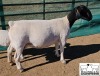 LOT 34 1X DORPER T5 EWE M.L. PHILLIPS - 2