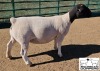 WITHDRAWN - LOT 35 1X DORPER EWE M.L. PHILLIPS