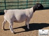 WITHDRAWN - LOT 35 1X DORPER EWE M.L. PHILLIPS - 2