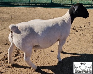 LOT 36 1X DORPER FLOCK EWE M.L. PHILLIPS 