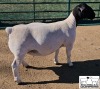 LOT 36 1X DORPER FLOCK EWE M.L. PHILLIPS - 2