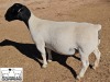 LOT 36 1X DORPER FLOCK EWE M.L. PHILLIPS - 3