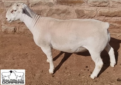 LOT 4 1X WHITE DORPER T5 RAM MICKEY PHILLIPS & SON