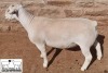 LOT 4 1X WHITE DORPER T5 RAM MICKEY PHILLIPS & SON - 2