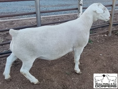 LOT 5 1X WHITE DORPER T5 RAM MICKEY PHILLIPS & SON