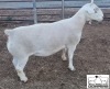 LOT 5 1X WHITE DORPER T5 RAM MICKEY PHILLIPS & SON - 2