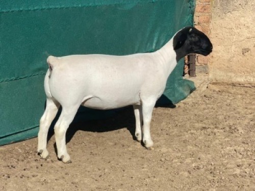 LOT 195 1 X DORPER OOI/EWE LEROY PHILLIPS DORPERS T5