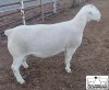 LOT 5 1X WHITE DORPER T5 RAM MICKEY PHILLIPS & SON - 3