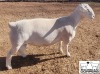 LOT 14 1X WHITE DORPER T5 RAM MICKEY PHILLIPS & SON