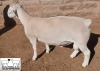 LOT 14 1X WHITE DORPER T5 RAM MICKEY PHILLIPS & SON - 2