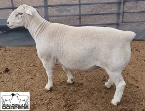 LOT 15 1X WHITE DORPER STUD RAM MICKEY PHILLIPS & SON