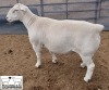 LOT 15 1X WHITE DORPER STUD RAM MICKEY PHILLIPS & SON - 2