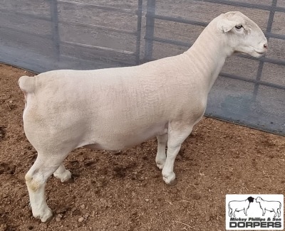 LOT 24 1X WHITE DORPER STUD RAM MICKEY PHILLIPS & SON