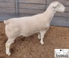 LOT 24 1X WHITE DORPER STUD RAM MICKEY PHILLIPS & SON - 2