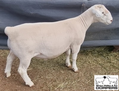 LOT 25 1X WHITE DORPER STUD RAM MICKEY PHILLIPS & SON