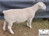 LOT 25 1X WHITE DORPER STUD RAM MICKEY PHILLIPS & SON - 2