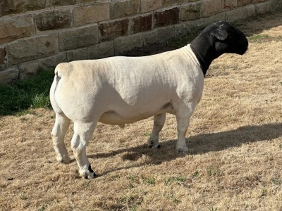 LOT 1 1X DORPER FLOCK RAM LEROY PHILLIPS DORPERS