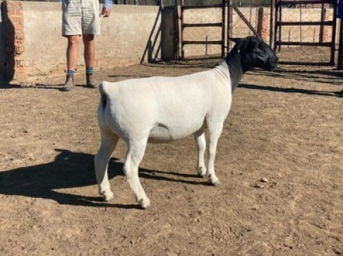 LOT 196 1 X DORPER OOI/EWE LEROY PHILLIPS DORPERS STOET/STUD