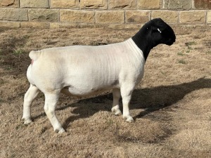 LOT 40 1X DORPER T5 RAM LEROY PHILLIPS DORPERS