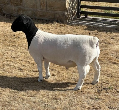 LOT 41 1X DORPER STUD RAM LEROY PHILLIPS DORPERS