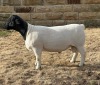 LOT 44 1X DORPER STUD RAM LEROY PHILLIPS DORPERS